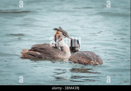 Paire de grands grebes à crête face à face dans l'eau du lac bleu calme pendant la cour Banque D'Images