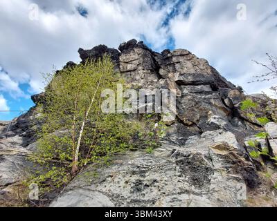 Face rocheuse sombre Grossvater dans les montagnes du Harz avec de jeunes bouleaux poussant à côté d'une falaise texturée. Banque D'Images
