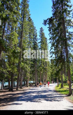 Sentier Bow Falls dans les bois du parc national Banff, Alberta, Canada Banque D'Images