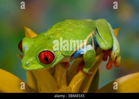 Grenouille arboricole aux yeux rouges reposant sur une plante à fleurs broméliades jaunes Banque D'Images