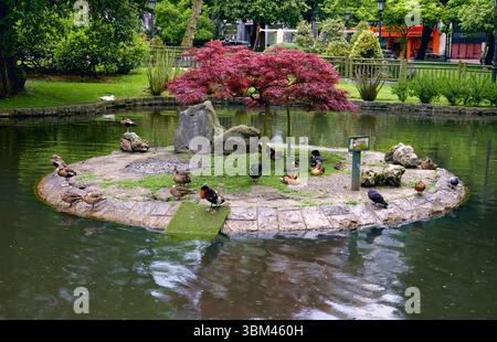 Oviedo, Espagne 26-05-2016 - les canards reposent sur une petite île sous un érable japonais rouge vif dans le parc d'Oviedo. Banque D'Images