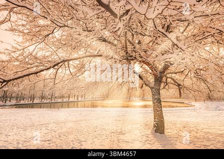Lever de soleil doré et chaud sur un arbre enneigé et un étang gelé dans les bois. Lueur brumeuse de la nature. Paysage blanc paisible et froid saisonnier, coucher de soleil magique Banque D'Images