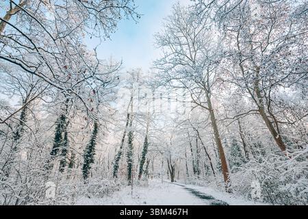Arbres d'une forêt hivernale recouverts de neige contre un ciel bleu éclatant dans une forêt froide. Scène naturelle givrée. Paysage saisonnier enneigé, paisible et blanc en plein air Banque D'Images
