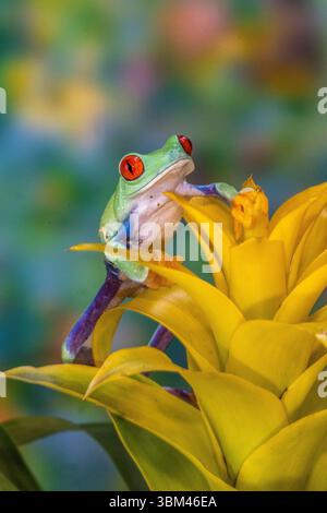 États-Unis, État de Washington, Sammamish. Grenouille arboricole aux yeux rouges Banque D'Images