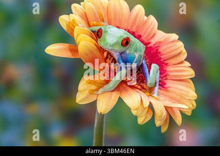 États-Unis, État de Washington, Sammamish. Grenouille arboricole aux yeux rouges Banque D'Images