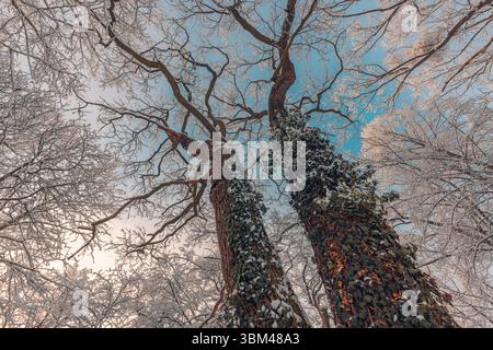Arbres forestiers d'hiver photographiés d'en bas regardant vers le ciel, branches enneigées, paysages naturels saisonniers sereins, bois calme, panorama pittoresque Banque D'Images