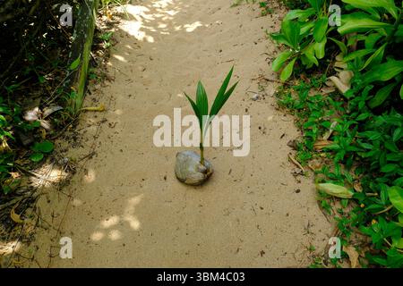 Noix de coco poussant un palmier sur un chemin de plage de sable à Kauai, Hawaï ; Coco nucifera poussant avec des frondes de palmier naissantes. Banque D'Images