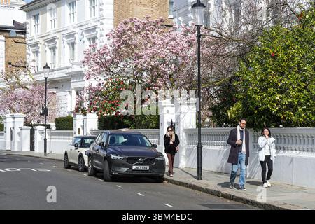Arbre de magnolia fleuri à Kensington, Londres, Angleterre, Royaume-Uni, Royaume-Uni Banque D'Images