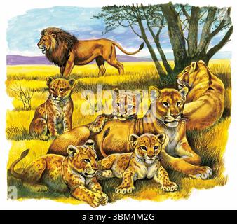Illustration d'une fierté de lions reposant dans la savane africaine, avec des oursons espiègles, des lionnes vigilantes et un majestueux homme debout Banque D'Images