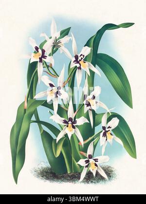 Illustration de fleur d'orchidée. Beau dessin d'orchidée tropicale dans des couleurs vives. Parfait pour le décor botanique, les impressions ou les projets créatifs. Banque D'Images
