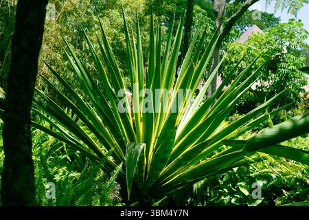 Grande plante d'agave panachée avec des feuilles épaisses vertes et jaunes audacieuses poussant dans un jardin tropical, île de Madère, Portugal. Banque D'Images