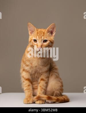 Chaton gingembre assis isolé sur fond neutre Banque D'Images