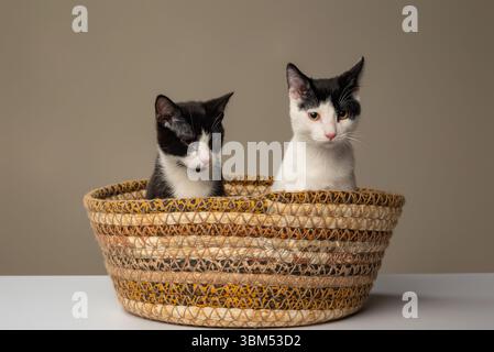 Chatons assis ensemble dans un panier confortable Banque D'Images