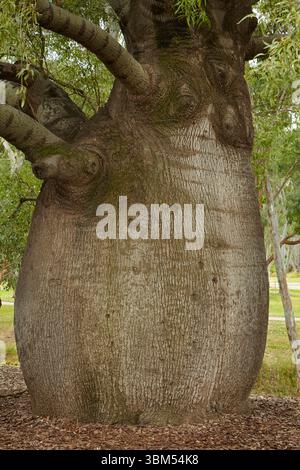 Le plus grand arbre à bouteilles de Roma, Roma, région de Maranoa, sud-ouest du Queensland, Australie Banque D'Images