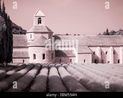 France, Provence. Champs de lavande violette fleuris à l'abbaye de Senanque. Banque D'Images
