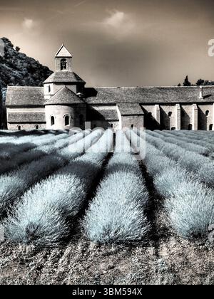 France, Provence. Champs de lavande violette fleuris à l'abbaye de Senanque. Banque D'Images
