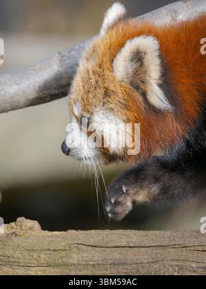 Red Panda ou Lesser Panda au zoo Hellabrunn de Munich. Allemagne, Munich Banque D'Images