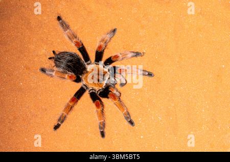 Red Rump Tarantula, Mexique Banque D'Images