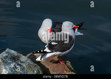 Amérique du Sud, Argentine. Paire de goélands dauphins adultes sur la roche. Banque D'Images