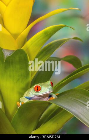 États-Unis, État de Washington, Sammamish. Grenouille arboricole aux yeux rouges Banque D'Images