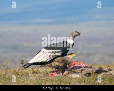 Caracara à crête méridionale et Condor andin femelle (Vultur gryphus) en Patagonie à une carcasse. Amérique du Sud, Chili Patagonie, Magallanes. Banque D'Images