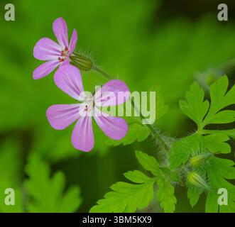 Washington State, Central Cascades. Gros plan de fleurs violettes de géranium sauvage et de délicates feuilles vertes Banque D'Images
