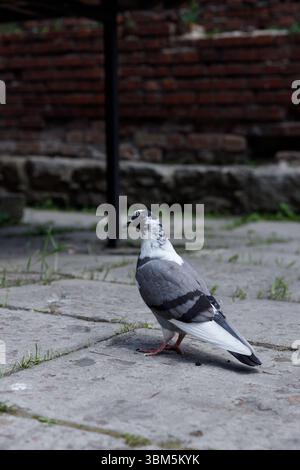 Cette image représente un beau pigeon avec un plumage saisissant, soigneusement positionné sur un sol pavé texturé, avec une verdure vibrante et des rusti Banque D'Images