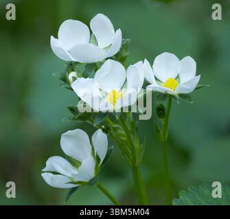 Etat de Washington. Gros plan de fleurs de fraises blanches avec disque central jaune Banque D'Images