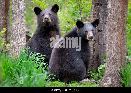 Deux ours noirs (Ursus americanus), est de l'Amérique du Nord, par Dominique Braud/Dembinsky photo Assoc Banque D'Images