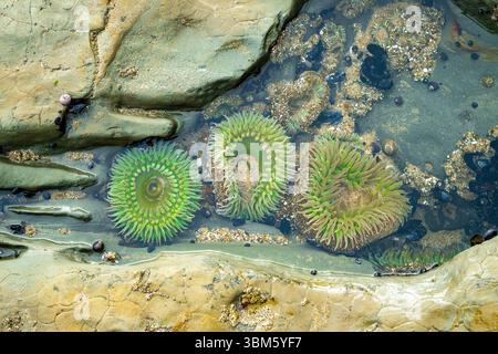 Anémones de mer vertes géantes (Anthopleura xanthogrammica) dans le bassin de marée, Natural Bridges State Beach, océan Pacifique, Californie, USA par Dominique Braud/DEMB Banque D'Images
