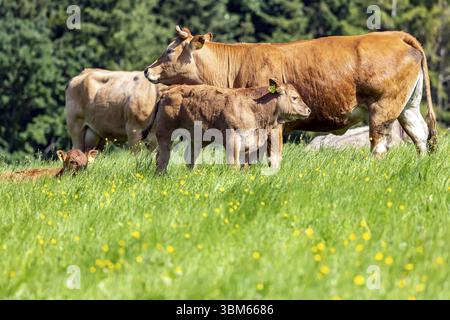 Pâturage avec des bovins et de jeunes animaux sur l'Alb souabe Amstetten, Bade-Wuertemberg, Allemagne, Europe Banque D'Images