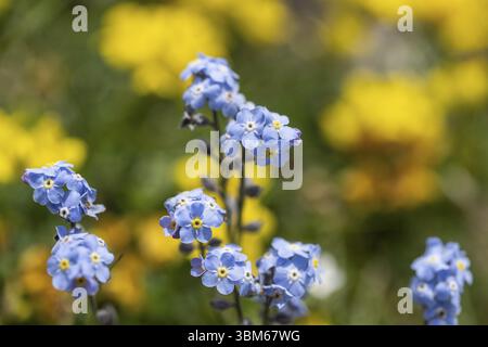 Forêt oubliée (Myosotis sylvatica), Monte Baldo, Vénétie, Italie, Europe Banque D'Images