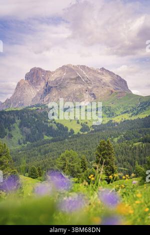 Panorama de montagne avec fleurs violettes au premier plan et prairies verdoyantes, Alpe di Siusi, Dolomites, Tyrol du Sud, Italie, Europe Banque D'Images