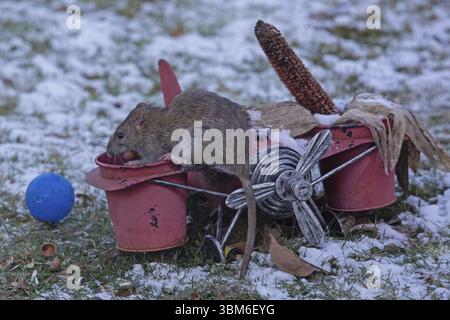 Rat de Norvège avec noix dans la bouche assis sur l'avion dans l'herbe enneigée et boule bleue à gauche, Buchhofen, Bavière, Allemagne, Europe Banque D'Images