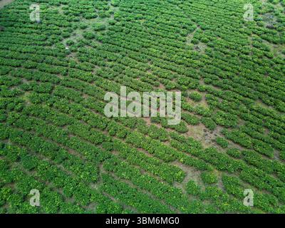 Plantation de thé de Wonosari, près de Malang, Java ; Indonésie - aérienne Banque D'Images