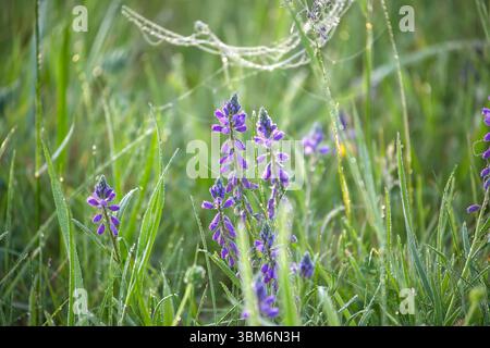 Une prairie sereine avec des fleurs sauvages violettes recouvertes de rosée illuminées par la lumière du soleil du matin, mettant en valeur la beauté naturelle et la tranquillité. Banque D'Images