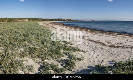 Végétation des dunes, es Caragol Beach, Santanyi municipalité, Mallorca, Îles Baléares, Espagne, Europe Banque D'Images