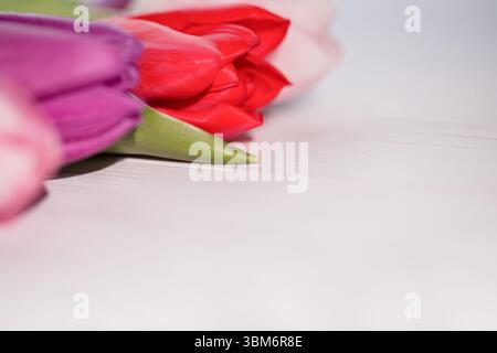 Trois bourgeons de tulipe colorés reposent sur une table en bois peint blanc dans l'illustration de conception plate Banque D'Images