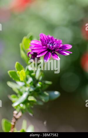 Gros plan d'une fleur violette d'Osteospermum Banque D'Images