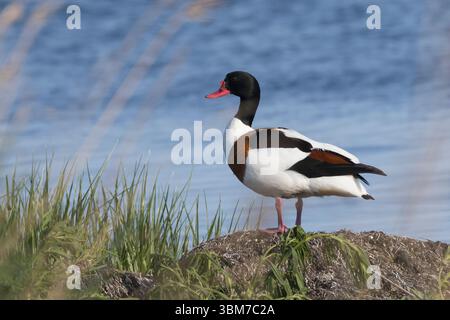 Brandgans, Brandente, Männchen, Tadorna tadorna, Shelcank, Shelcanard commun, mâle, Tadorne de Belon Banque D'Images