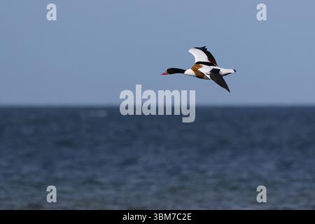 Brandgans, Brandente, Männchen, Flug, Flugbild, fliegend, Tadorna tadorna, Shelcanard, Shelcanard commun, mâle, vol, vol, Tadorne de Belon Banque D'Images