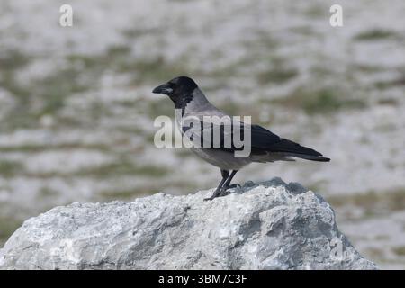 Nebelkrähe, Nebel-Krähe, Aaskrähe, AAS-Krähe, Krähe, Corvus cornix, Corvus corone cornix, Crow à capuchon, Crow Carrion, Corneille mantelée Banque D'Images