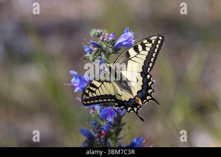 Schwalbenschwanz, Schwalben-Schwanz, Papilio machaon, Old World Swallowtail, jaune commun, queue d'aronde jaune, queue d'aronde, queue d'aronde, Banque D'Images
