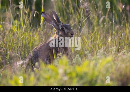 Feldhase, Feld-Hase, Hase, Hasen, Grünland, Grünlandfläche, Lepus europaeus, lièvre européen, lièvre brun, lièvre, Hares, le Lièvre d'Europe, Lièvre brun Banque D'Images