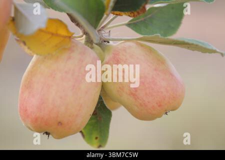 pomme rouge Banque D'Images
