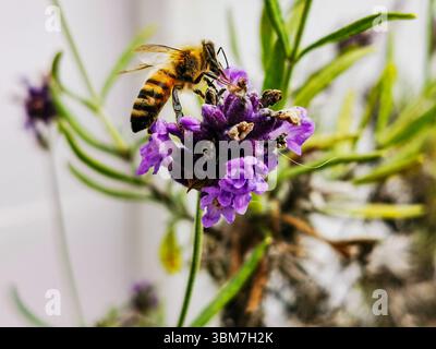 Abeille sur une fleur violette et recueille le nectar Banque D'Images