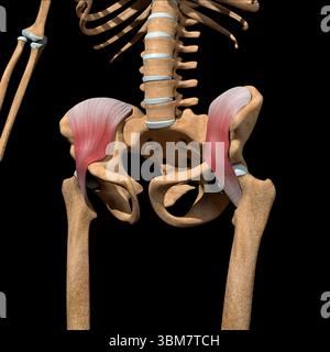 Cette illustration 3d montre les muscles iliaques sur le squelette. Banque D'Images