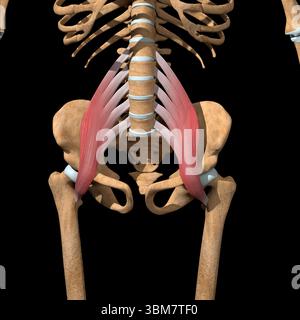 Cette illustration 3d montre les muscles principaux du psoas sur le squelette. Banque D'Images