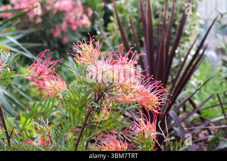 Gros plan sur le chêne rouge soyeux ( Grevillea Banksii ). Arbre indigène australien. Banque D'Images