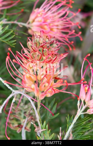 Gros plan sur le chêne rouge soyeux ( Grevillea Banksii ). Arbre indigène australien. Banque D'Images